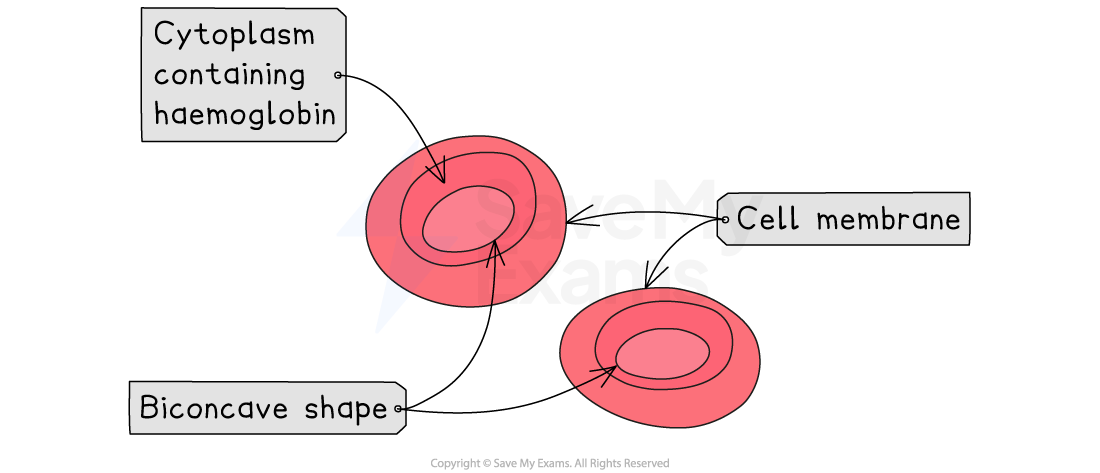 Diagram of two red blood cells, showing labels for cytoplasm with haemoglobin, biconcave shape, and cell membrane.