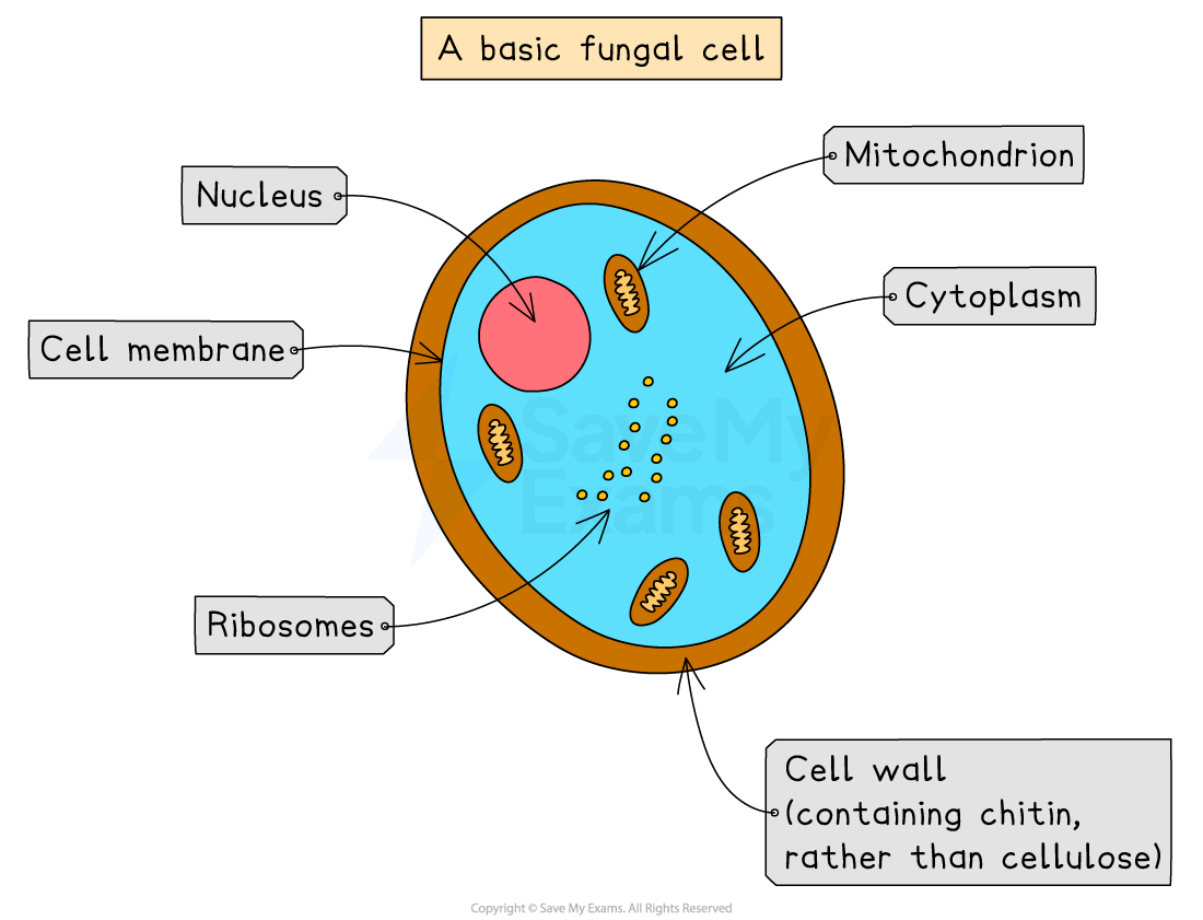 Diagram of a basic fungal cell with labelled parts: nucleus, mitochondrion, cytoplasm, ribosomes, cell membrane, and chitin-containing cell wall.