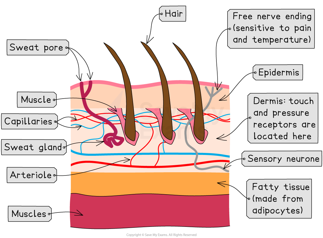 Diagram of skin cross-section showing layers and structures: epidermis, dermis, fatty tissue, hair, sweat gland, pore, capillaries, and nerve endings.