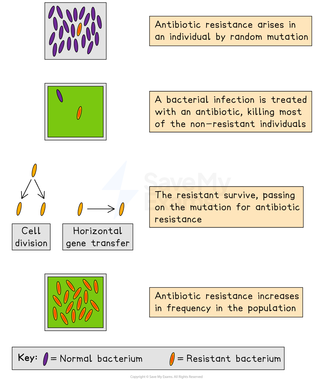 Diagram illustrating antibiotic resistance development, showing mutation, survival of resistant bacteria, and increase in resistance frequency.