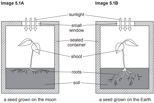 Diagram comparing a seed grown on the moon (left) with a seed grown on Earth (right), showing differences in root and shoot development.