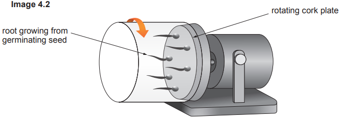 Diagram of a seed germinating on a rotating cork plate, showing root growth direction influenced by rotation, labelled with arrows and annotations.