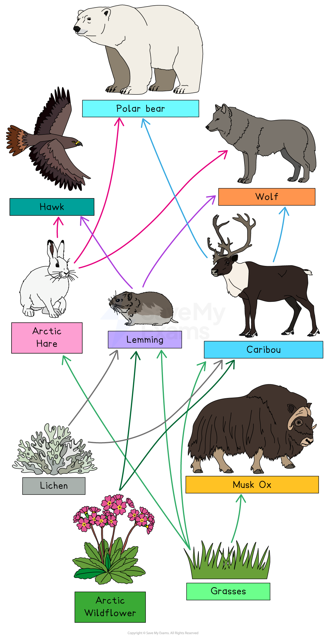Arctic food web diagram showing polar bear, hawk, wolf, Arctic hare, lemming, caribou, musk ox, lichen, grasses, and Arctic wildflower.
