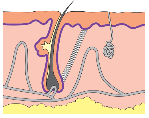 Diagram of a hair follicle in skin cross-section, showing layers, a sebaceous gland, nerve endings, and an arrector pili muscle with connective tissue.