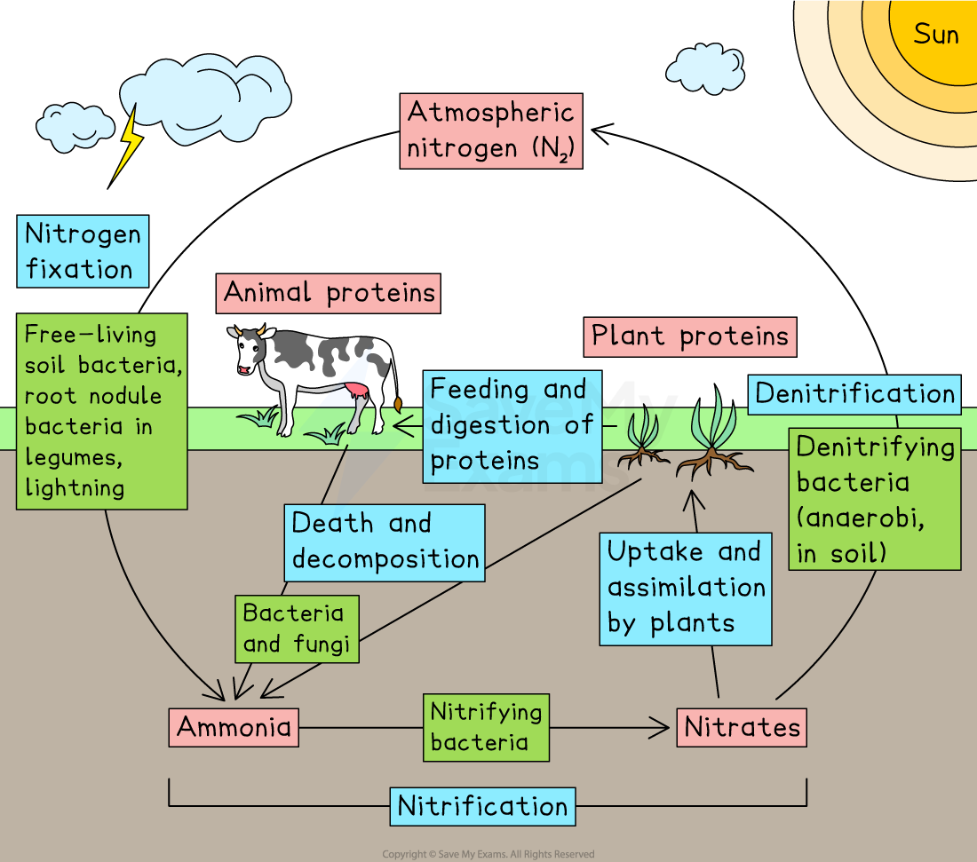 Diagram illustrating the nitrogen cycle, showing processes like nitrogen fixation, nitrification, denitrification, and the role of plants, animals, and bacteria.