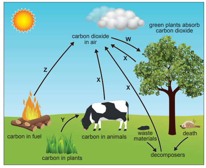 Diagram illustrating the carbon cycle with labelled processes: combustion, absorption by plants, respiration, and decomposition involving animals and plants.