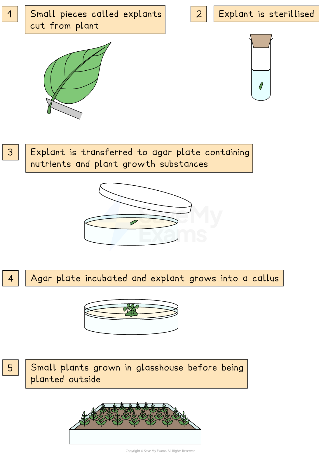 Diagram showing plant tissue culture process: 1. Cut explants; 2. Sterilise; 3. Transfer to agar plate; 4. Incubate into callus; 5. Grow in glasshouse.
