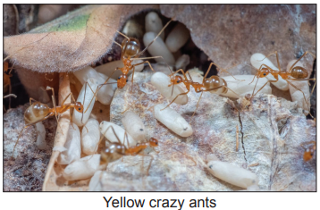 Yellow crazy ants crawling over leaves and soil, surrounded by white ant eggs, showcasing their natural habitat and behaviour.