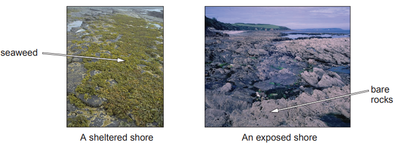 Image showing two shores: Left is a sheltered shore with seaweed, right is an exposed shore with bare rocks, both with labels and annotations.