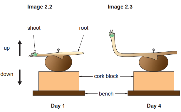 Diagram showing plant growth experiment over four days. Day 1: shoot and root horizontal. Day 4: shoot grows upwards, root downwards, using a cork block.