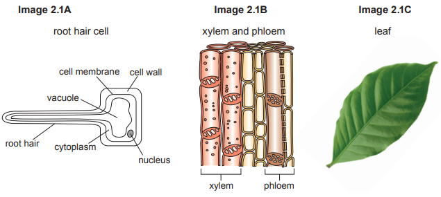Diagram of a root hair cell, labelled parts; xylem and phloem vessels, structural detail; and a green leaf, showing general shape and texture.