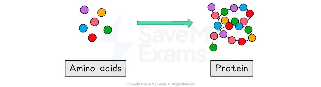 Diagram showing coloured circles labelled as amino acids on the left, an arrow pointing right to a cluster of circles labelled as protein.