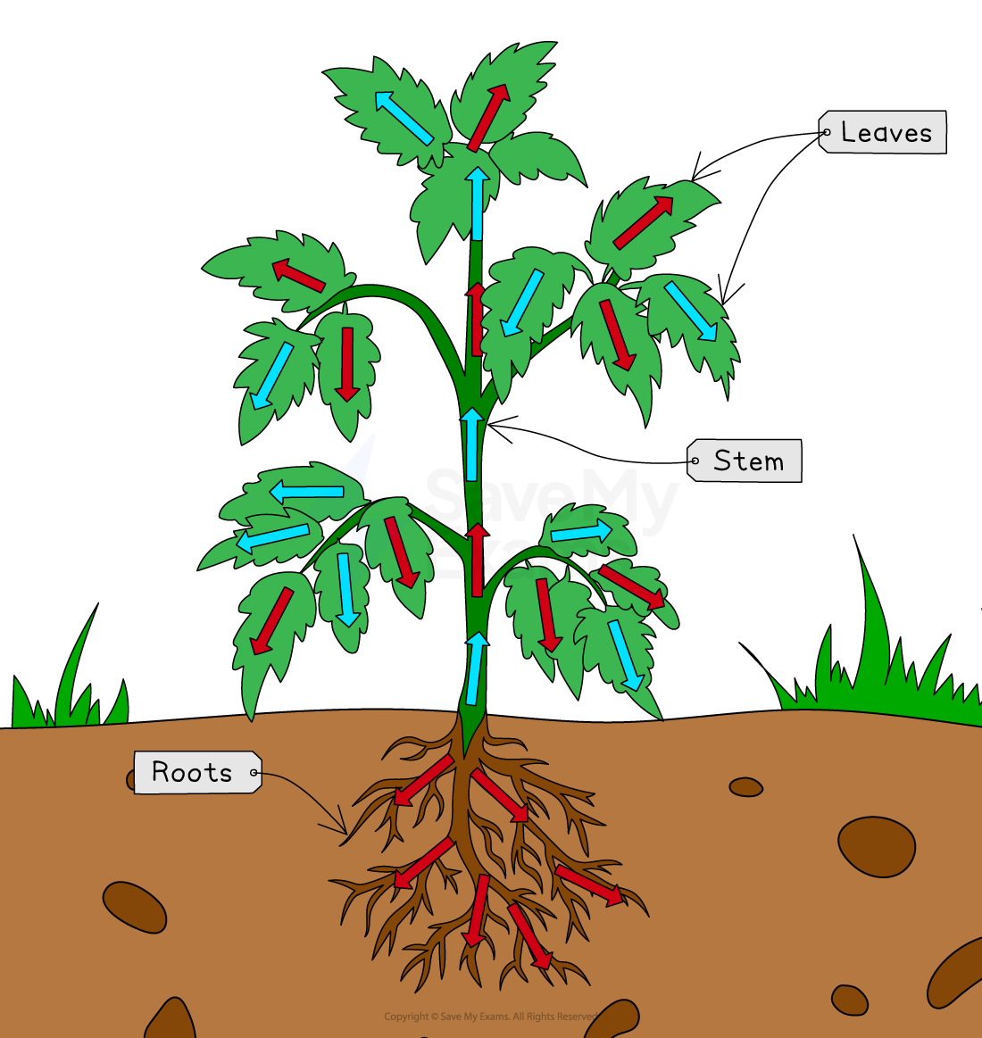 Diagram of a plant showing roots, stem, and leaves with blue and red arrows indicating water and nutrient flow directions upward and downward.