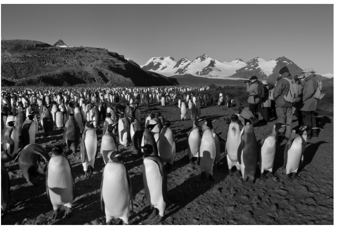 A large colony of penguins stands on rocky ground near snow-capped mountains, with a group of people observing them in the background.