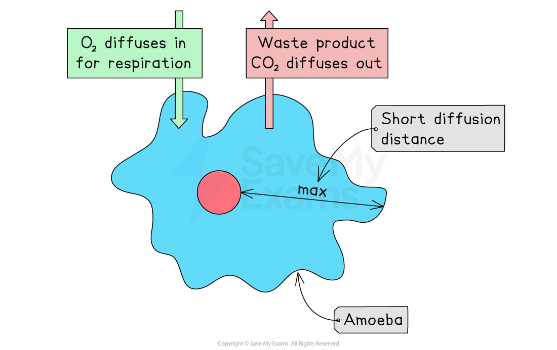 Diagram of an amoeba showing oxygen diffusing in, carbon dioxide diffusing out, and a label indicating short diffusion distance for respiration.