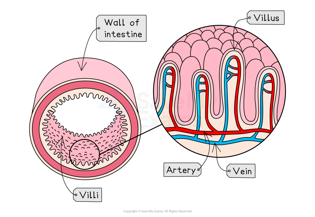 Diagram showing a cross-section of the intestine wall with labelled components: villi, artery, and vein. Enlarged view of a villus structure.