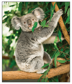 A koala clings to a tree branch, surrounded by green eucalyptus leaves. The koala is looking towards the viewer with its fluffy ears visible.