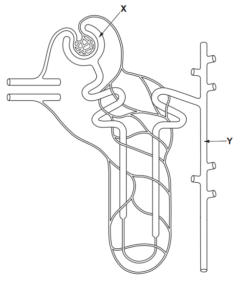 Diagram of a nephron with labelled parts: X indicates the glomerulus, Y shows the surrounding blood vessels. The structure includes convoluted tubules.
