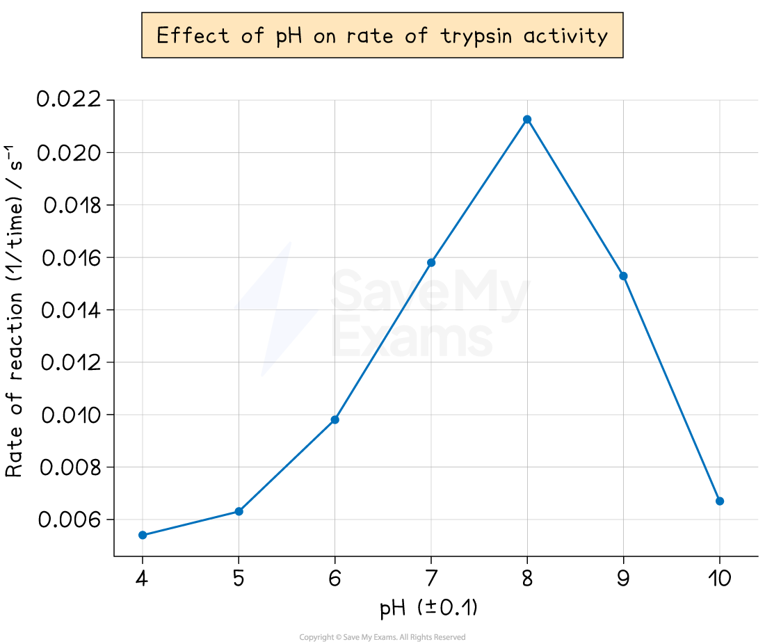 Graph showing trypsin activity rate peaking at pH 8, with axes for pH (4-10) and reaction rate (0.004-0.022 s⁻¹), titled "Effect of pH on Rate of Trypsin Activity".