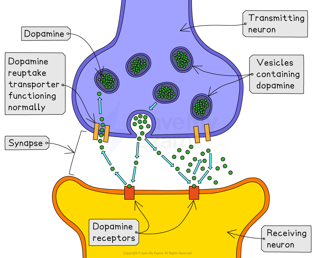 Diagram showing dopamine release between transmitting and receiving neurons with labelled vesicles, dopamine reuptake, synapse, and receptors.
