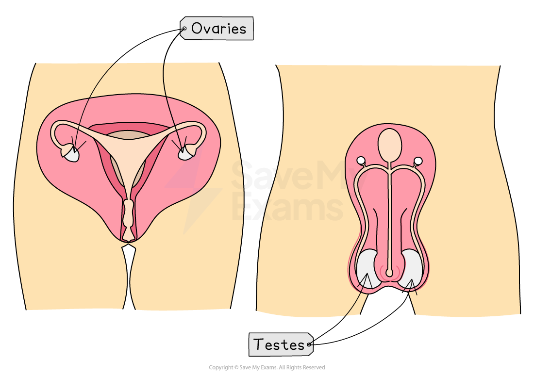 Diagram showing male and female reproductive systems. Left: female anatomy with labelled ovaries. Right: male anatomy with labelled testes.