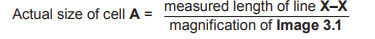 Equation showing actual size of cell A as measured length of line X–X divided by magnification of Image 3.1, written in clear text.