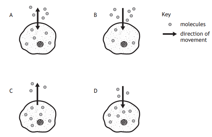 Diagram showing four cells (A, B, C, D) with arrows indicating molecule movement. A and C arrows point outwards, B and D arrows point inwards. Key included.