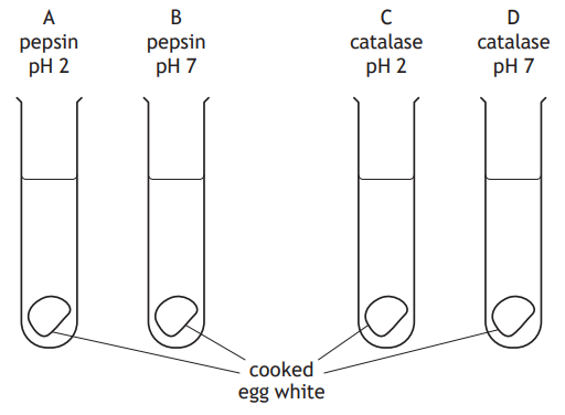 Four test tubes labelled A to D contain cooked egg white. A and B with pepsin at pH 2 and 7. C and D with catalase at pH 2 and 7.