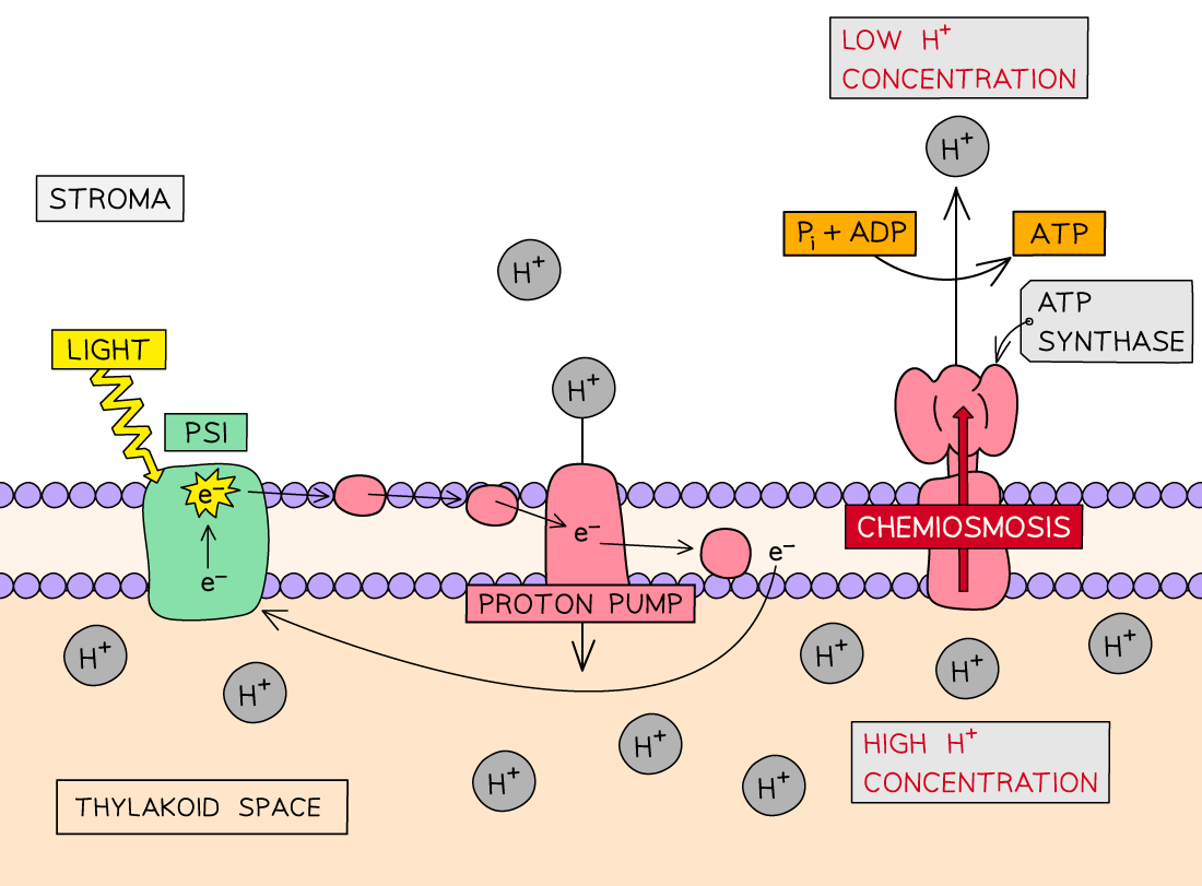 Diagram illustrating the electron transport chain in photosynthesis. It shows light absorption, proton pump, chemiosmosis, and ATP synthesis.