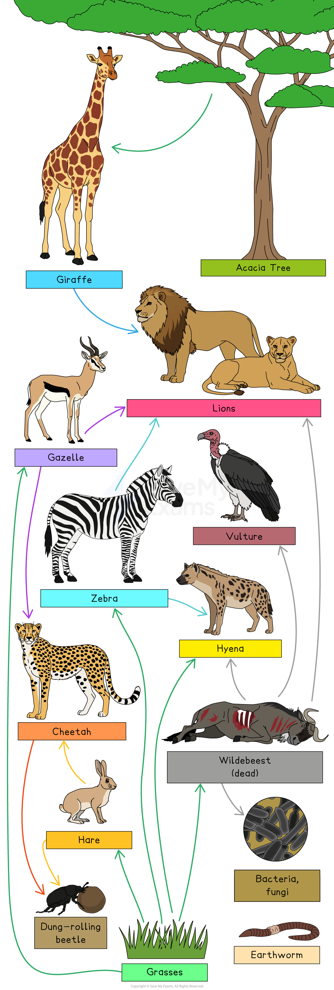 Food web diagram showing African animals like giraffe, lion, zebra, and vulture, linked by arrows, with plants, decomposers, and prey-predator relationships.