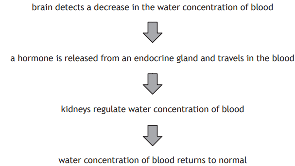 Flowchart showing how the brain detects low blood water, releases a hormone, kidneys regulate water, and blood water concentration normalises.