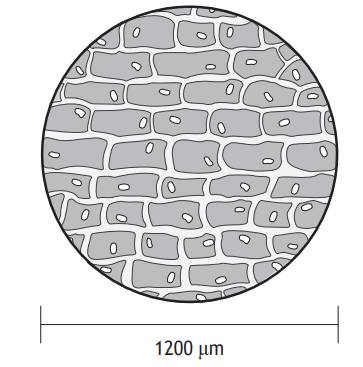 Microscopic view of rectangular plant cells with prominent cell walls and small oval structures inside, with a diameter scale of 1200 micrometres.