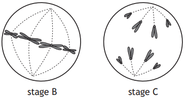 Diagram with two circles. Stage B shows insect wings aligned in a line. Stage C shows wings radiating outwards. Both circles have dashed lines.