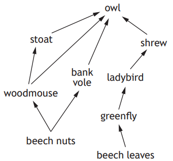 Food web diagram showing relationships: owl preys on stoat, bank vole, shrew; stoat eats woodmouse; woodmouse and bank vole eat beech nuts; ladybird consumes greenfly on beech leaves.