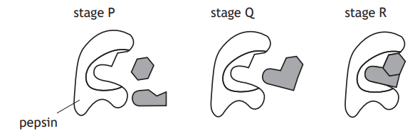 Diagram of enzyme action showing pepsin binding stages: Stage P with separate shapes, Stage Q with partial binding, Stage R with full interaction.