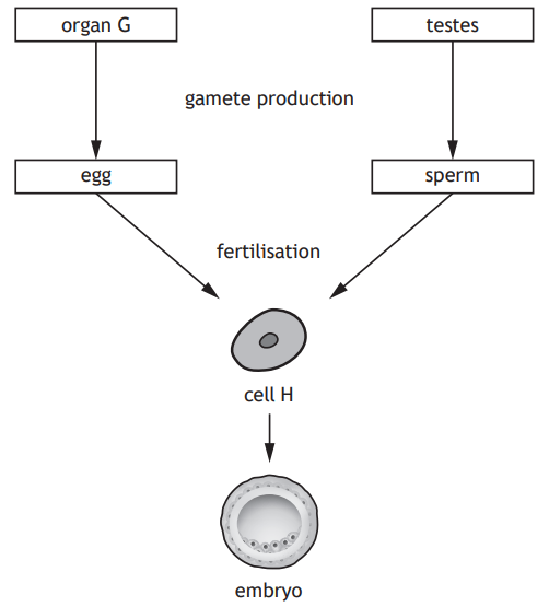 Diagram showing gamete production in organ G and testes, leading to fertilisation, forming cell H, and developing into an embryo.