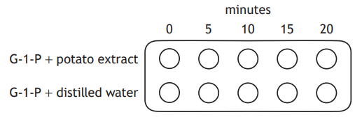 Diagram with two rows: "G-1-P + potato extract" and "G-1-P + distilled water" across five time points from 0 to 20 minutes, each with a circle.