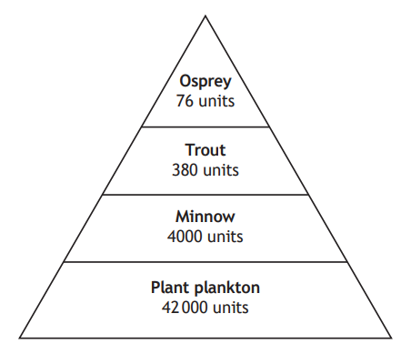 Pyramid chart depicting an ecosystem: Plant plankton 42,000 units, Minnow 4,000 units, Trout 380 units, Osprey 76 units, from bottom to top.