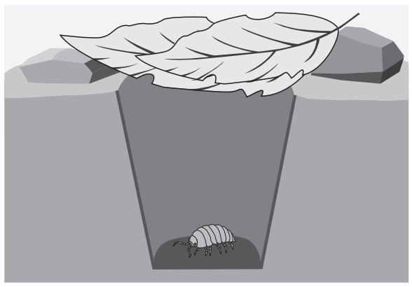 A roly-poly bug at the bottom of a cutaway soil pit covered with a leaf, depicted in a grey-scale illustration, suggesting camouflage or protection.