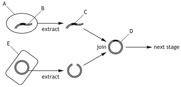 Flowchart depicting extraction and joining of genetic material from two sources, labelled A-E, leading to a circular structure for the next stage.