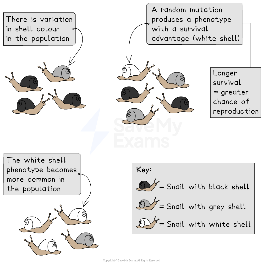 Natural selection example 1, IGCSE & GCSE Biology revision notes
