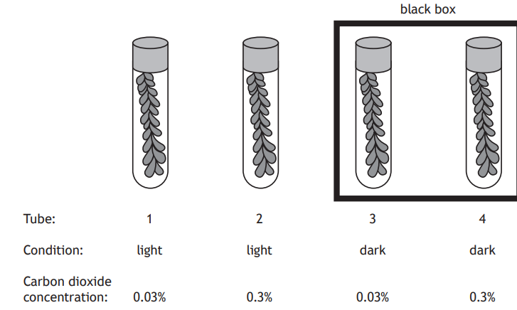 Four test tubes with seaweed, labelled 1 to 4. Tubes 1 and 2 are in light; 3 and 4 in a dark box. Carbon dioxide levels vary as shown below each tube.