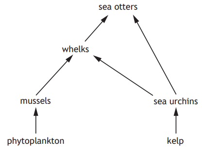 Food web diagram showing relationships among sea otters, whelks, mussels, sea urchins, kelp, and phytoplankton with directional arrows.