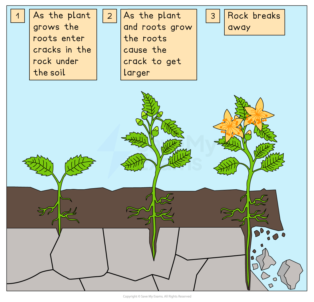 Three-panel diagram illustrating plant roots growing, enlarging cracks in the rock, and causing the rock to break away over time.