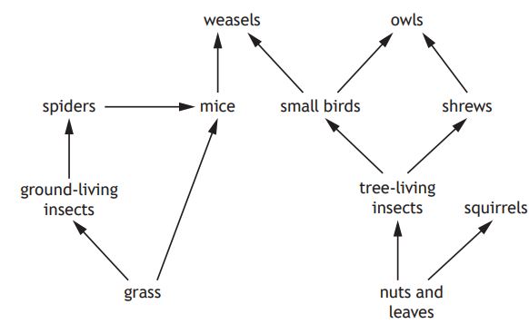 Food web diagram showing relationships between grass, insects, spiders, mice, small birds, weasels, owls, shrews, squirrels, nuts, and leaves.