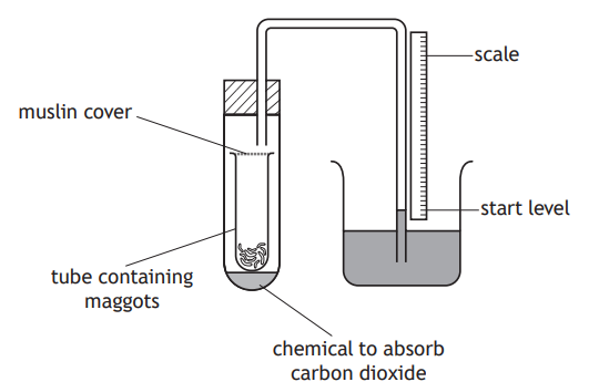Diagram of a test tube with maggots covered by muslin, linked to a measuring scale. A chemical absorbs carbon dioxide, showing start level.
