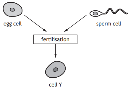 Diagram of fertilisation showing an egg cell and sperm cell merging to form cell Y. Arrows indicate the process and direction of fertilisation.