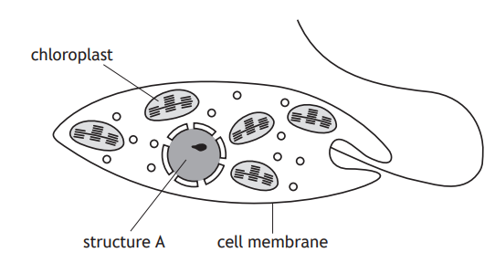 Diagram of a single-celled organism with a labelled chloroplast, cell membrane, structure A, and an extending tail-like structure.