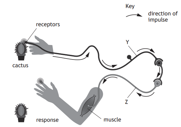 Diagram illustrating a reflex arc: a hand touches a cactus, triggering nerve impulses via receptors to the spinal cord, leading to a muscle response.