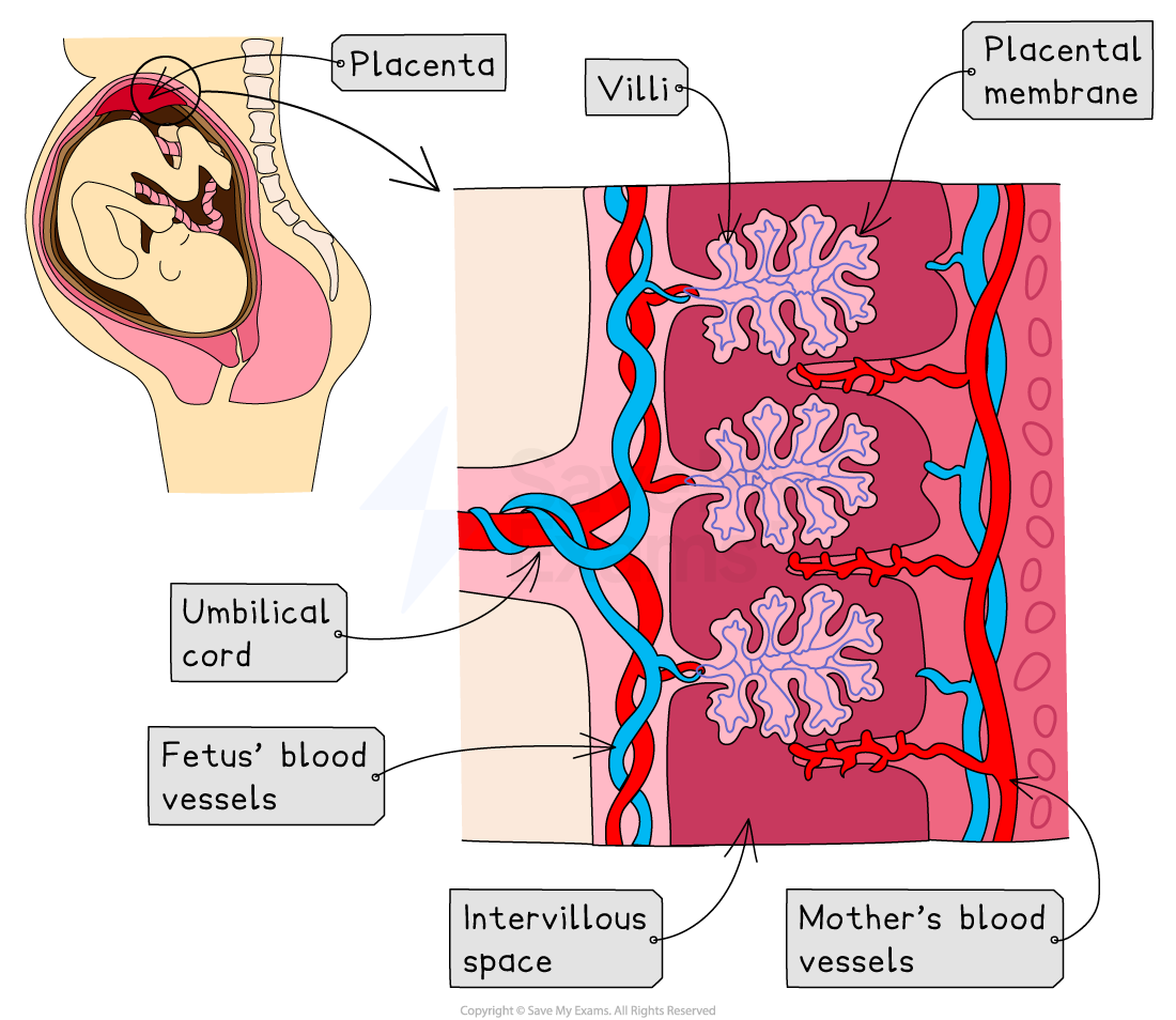 Diagram of placenta showing a cross-section with labelled parts: placenta, placental membrane, villi, umbilical cord, foetus and mother's blood vessels.